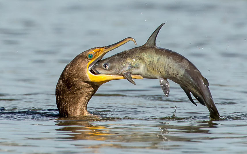 About cormorant and catfish - Birds, A fish, Hunting