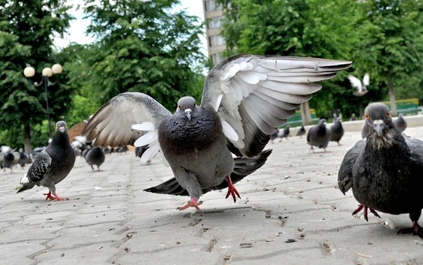 Crazy pigeons - My, Pigeon, Seeds