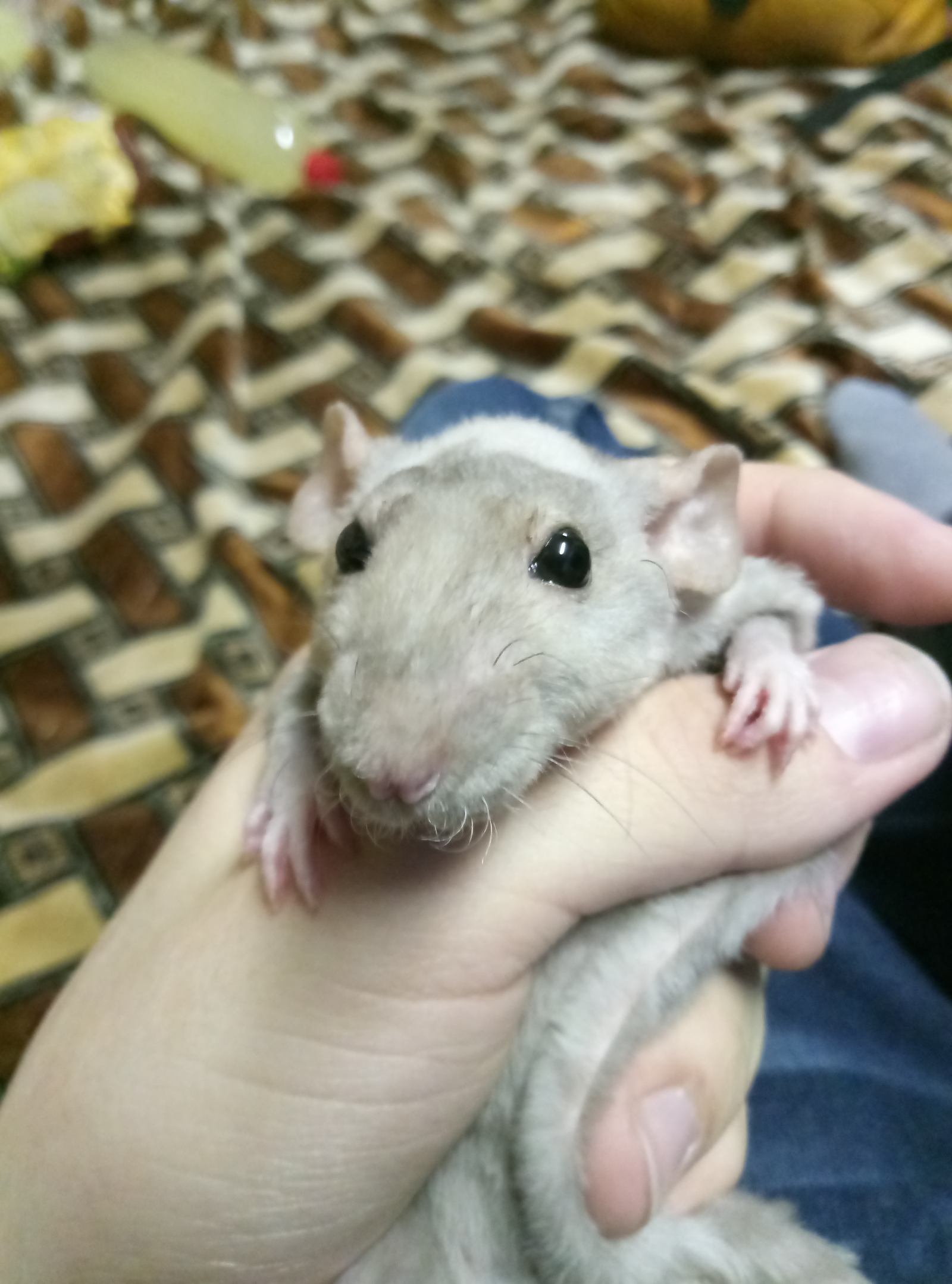 cutie - My, Rat dumbo, Rat, Longpost