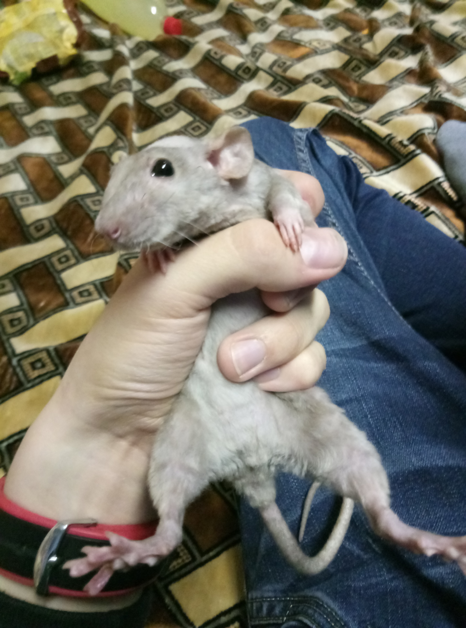 cutie - My, Rat dumbo, Rat, Longpost