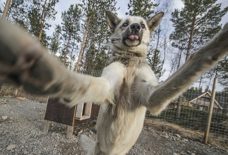 Husky selfie - Friend, Dog, Husky, Travels, Longpost