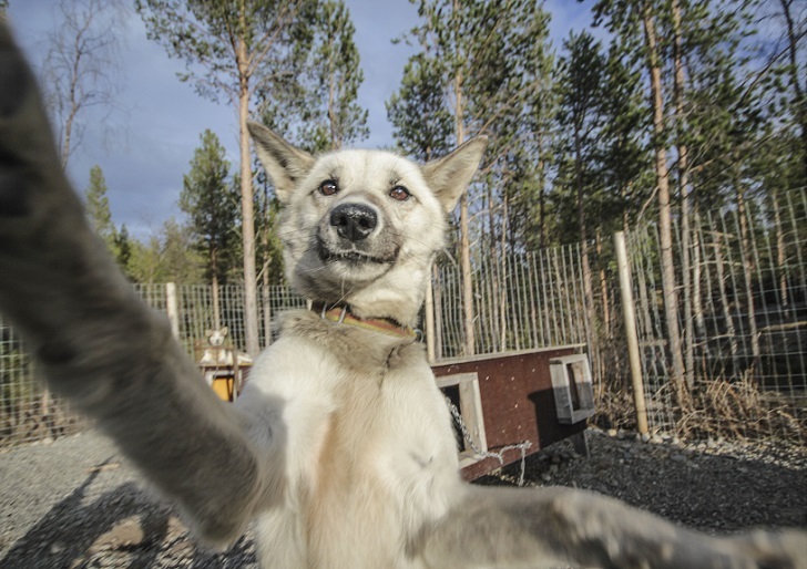 Husky selfie - Friend, Dog, Husky, Travels, Longpost