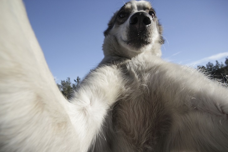 Husky selfie - Friend, Dog, Husky, Travels, Longpost