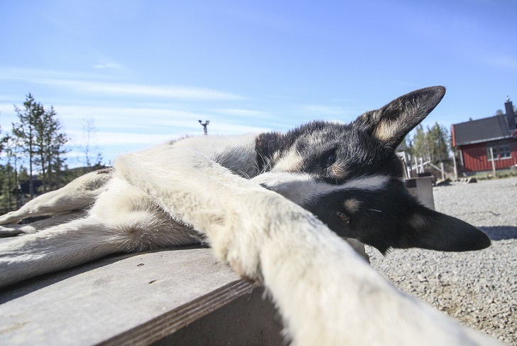 Husky selfie - Friend, Dog, Husky, Travels, Longpost