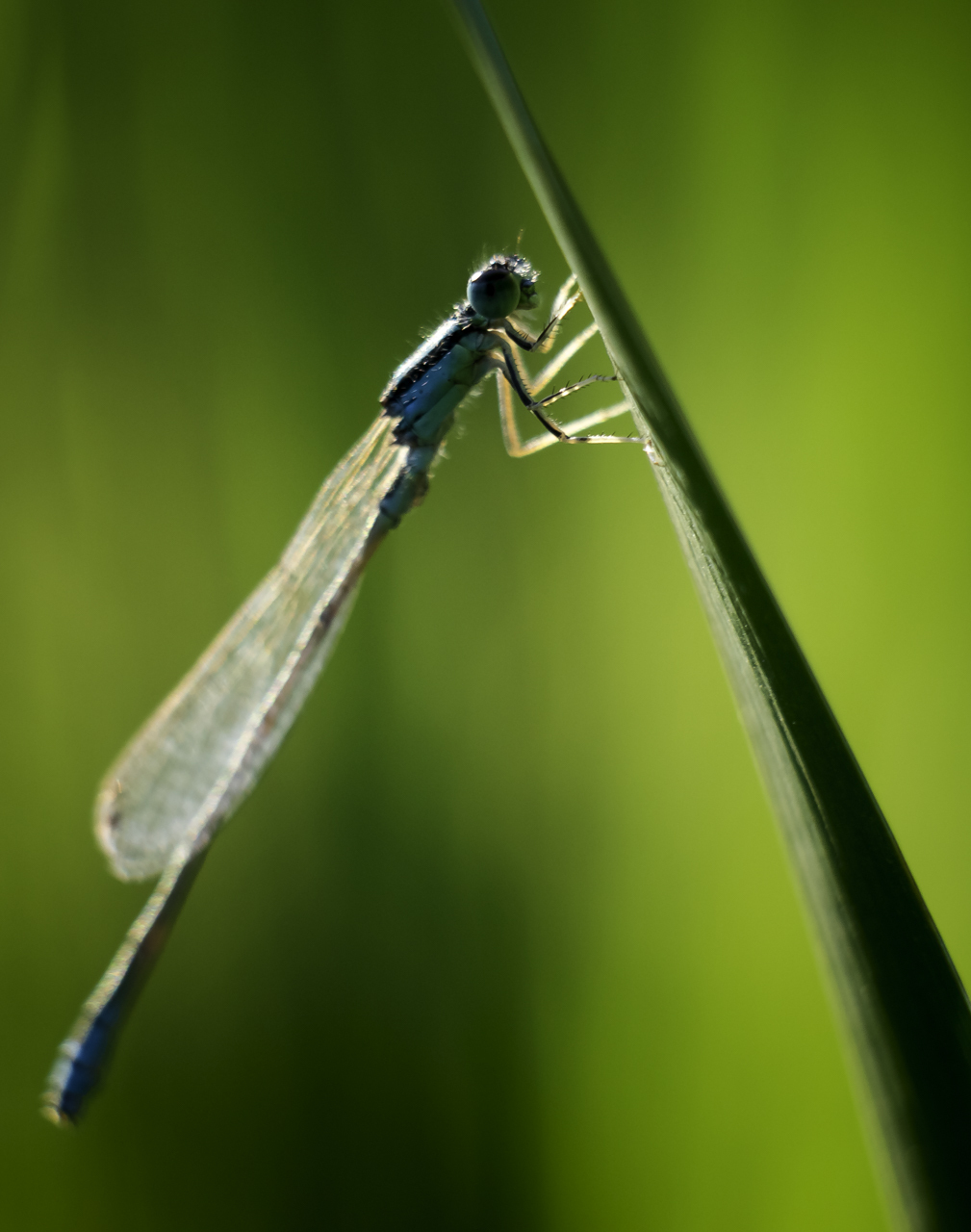 A little macro from the local Portuguese marshes - My, Macro, Nature, Livestock, Portugal, Longpost, Macro photography, Animals