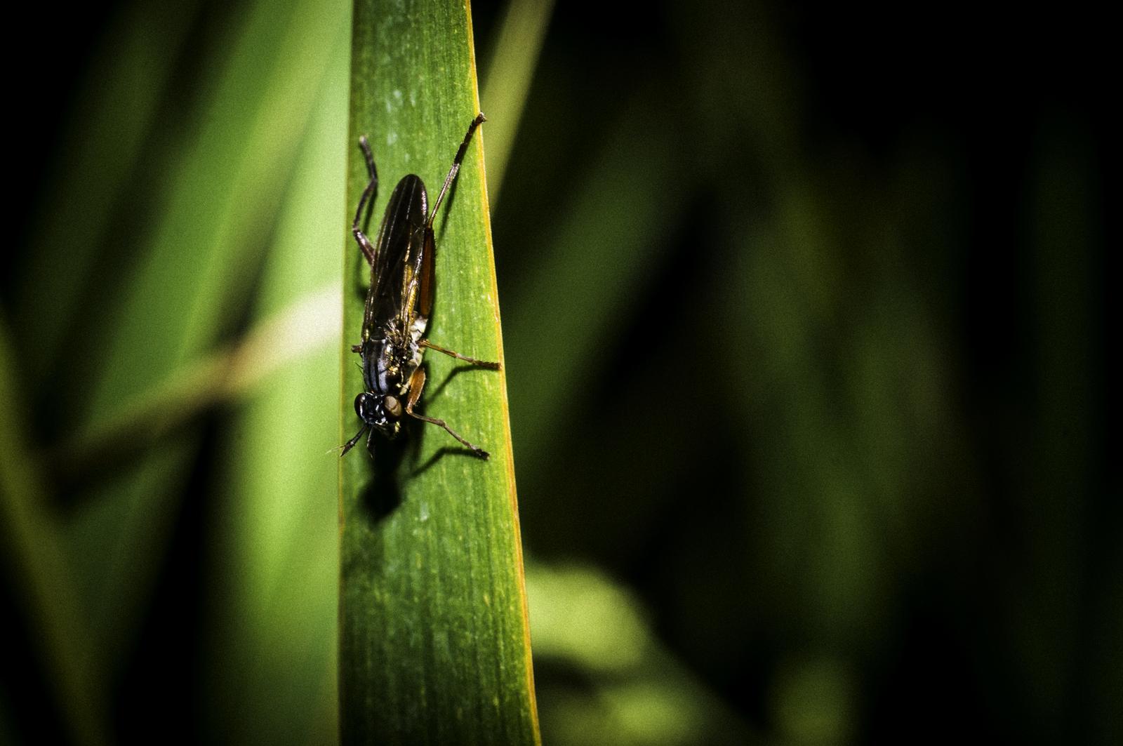 A little macro from the local Portuguese marshes - My, Macro, Nature, Livestock, Portugal, Longpost, Macro photography, Animals