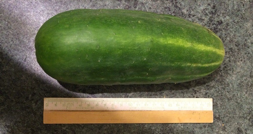 Cucumber from the dacha - My, Cucumbers, Huge