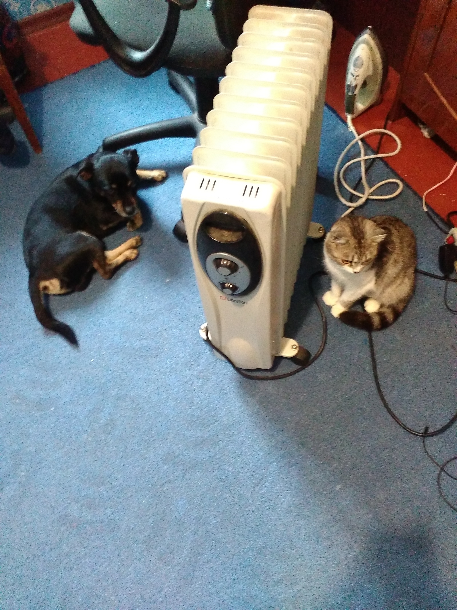 Got the heater - My, Heating, Pets, Photo, The winter is coming