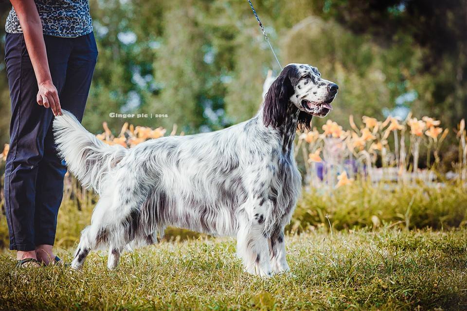 english setter - My, Setter, Dog