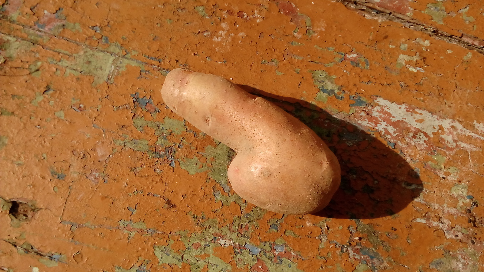 When the harvest is really bad. - My, Potato, , Republic of Belarus