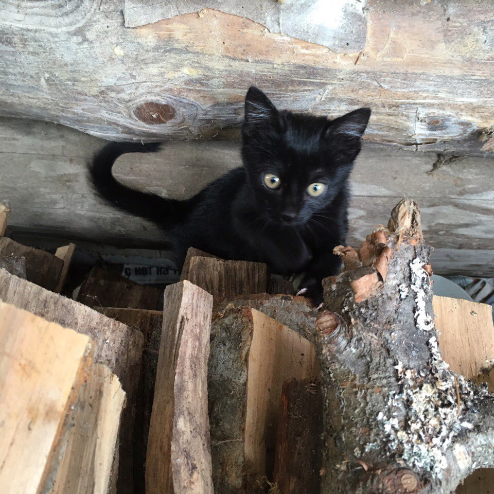 Cute kitten is looking for a home (Tver) - cat, Shelter, Help, In good hands, Tver, Likhoslavl, Animal Rescue, Looking for hosts, Longpost, Helping animals