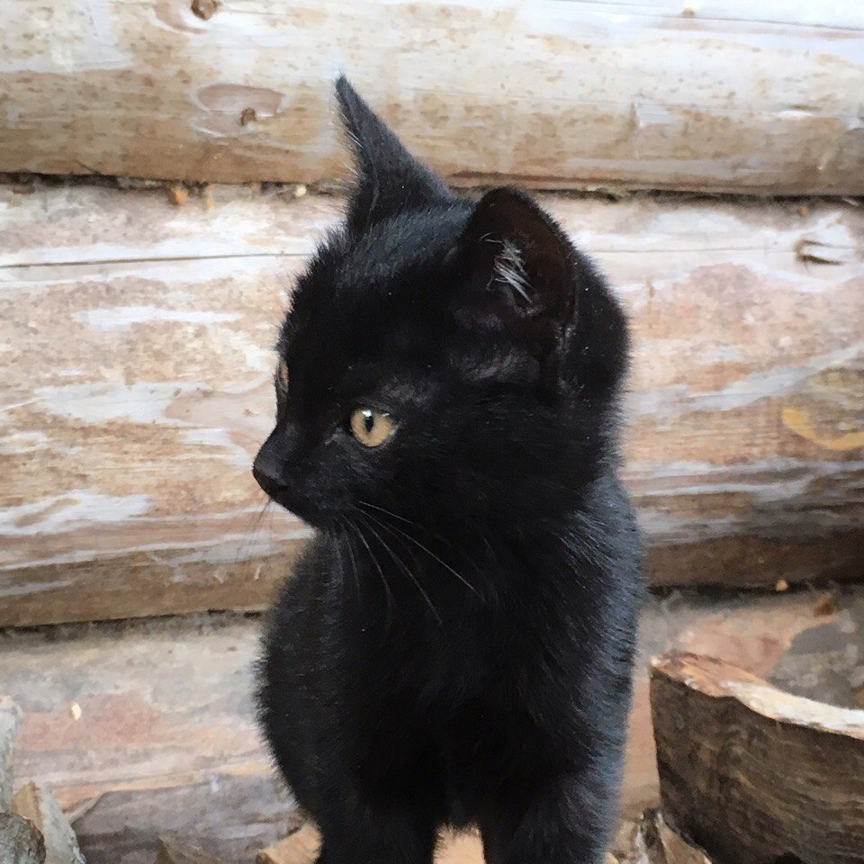 Cute kitten is looking for a home (Tver) - cat, Shelter, Help, In good hands, Tver, Likhoslavl, Animal Rescue, Looking for hosts, Longpost, Helping animals