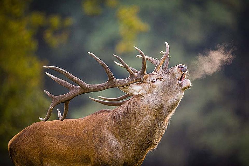 Yes, I float where I want. - Deer, Vape, Autumn, Deer