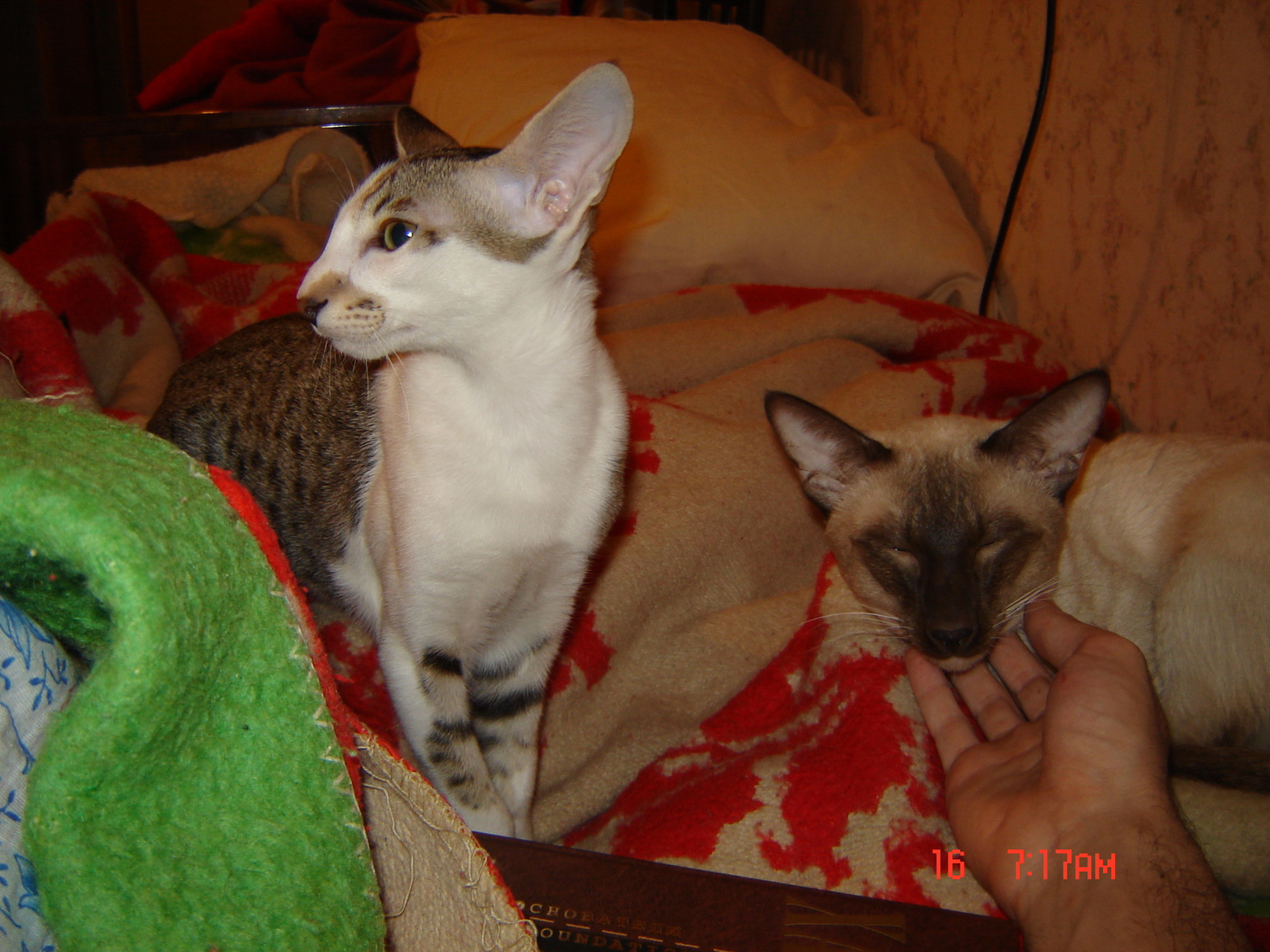 Egor: Friends - My, Oriental cats, Siam, cat, Animals, Friends, Longpost, Siamese cat