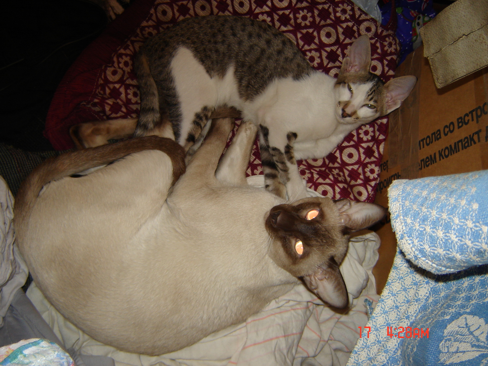 Egor: Friends - My, Oriental cats, Siam, cat, Animals, Friends, Longpost, Siamese cat