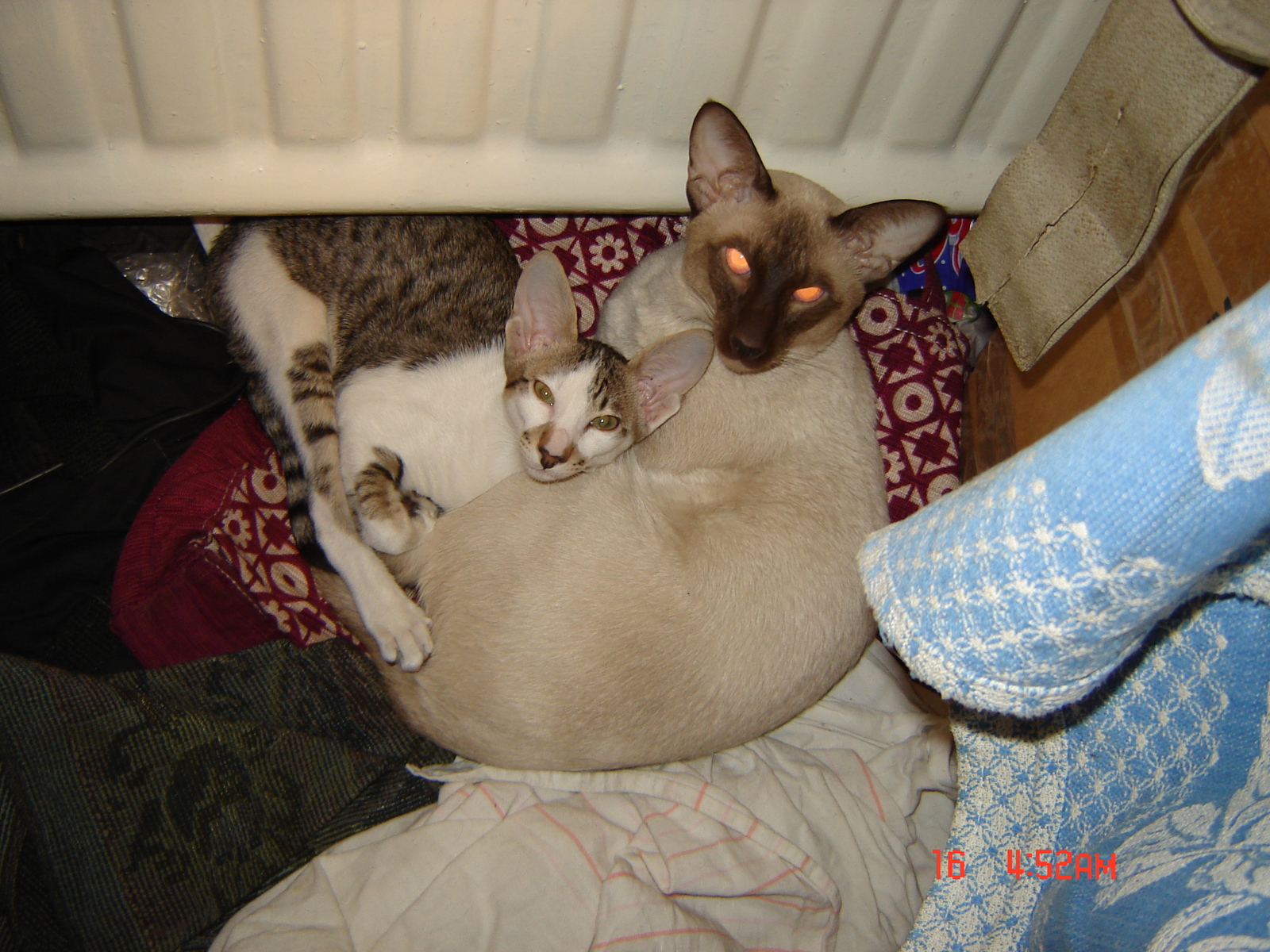 Egor: Friends - My, Oriental cats, Siam, cat, Animals, Friends, Longpost, Siamese cat