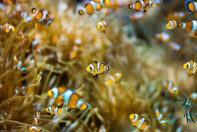 A few facts about the clownfish (Amphiprion) - Clownfish, A fish, Sea, Facts, Longpost