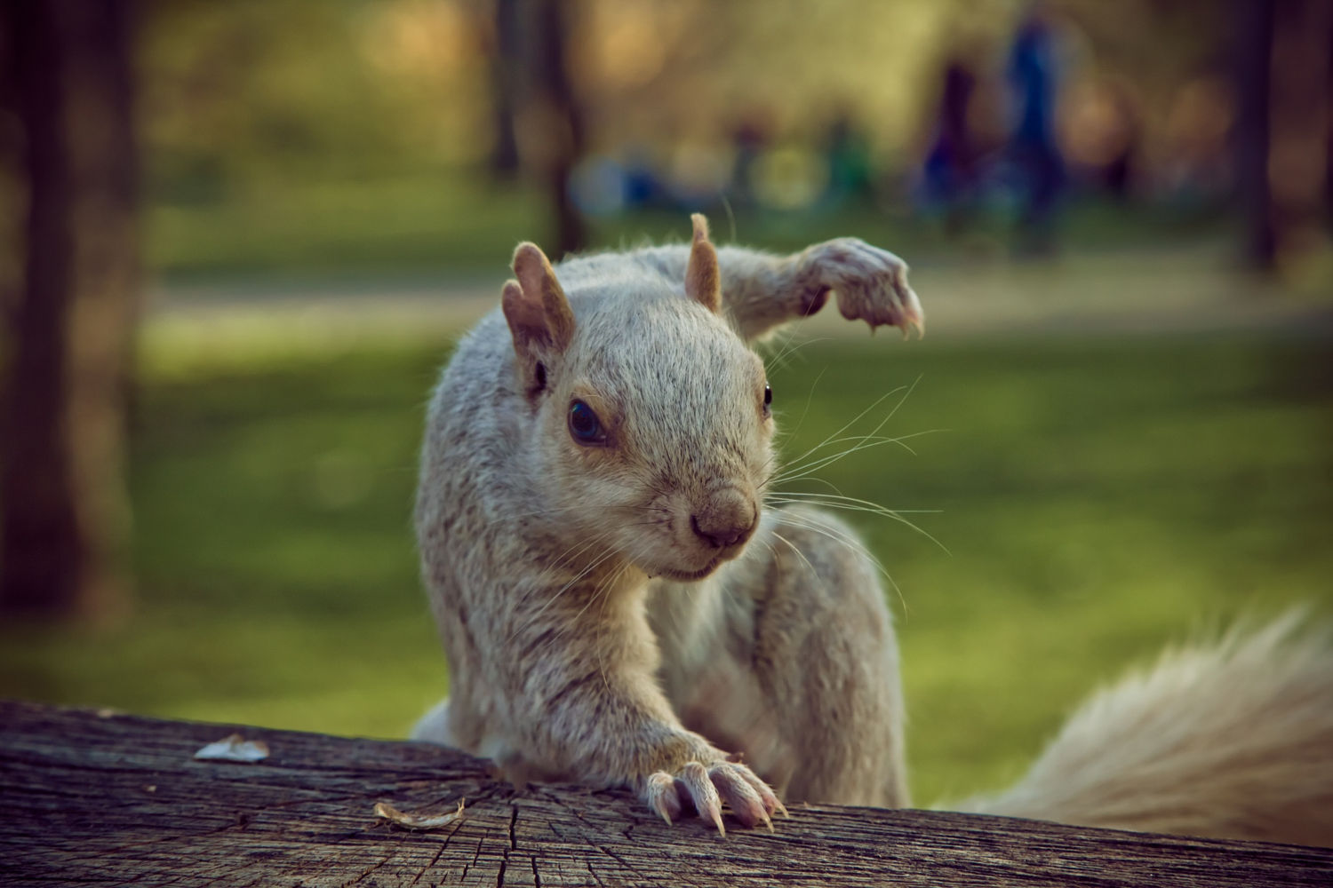 Spectacular shot of a squirrel, run Photoshop! - Squirrel, Superhero landing, GIF