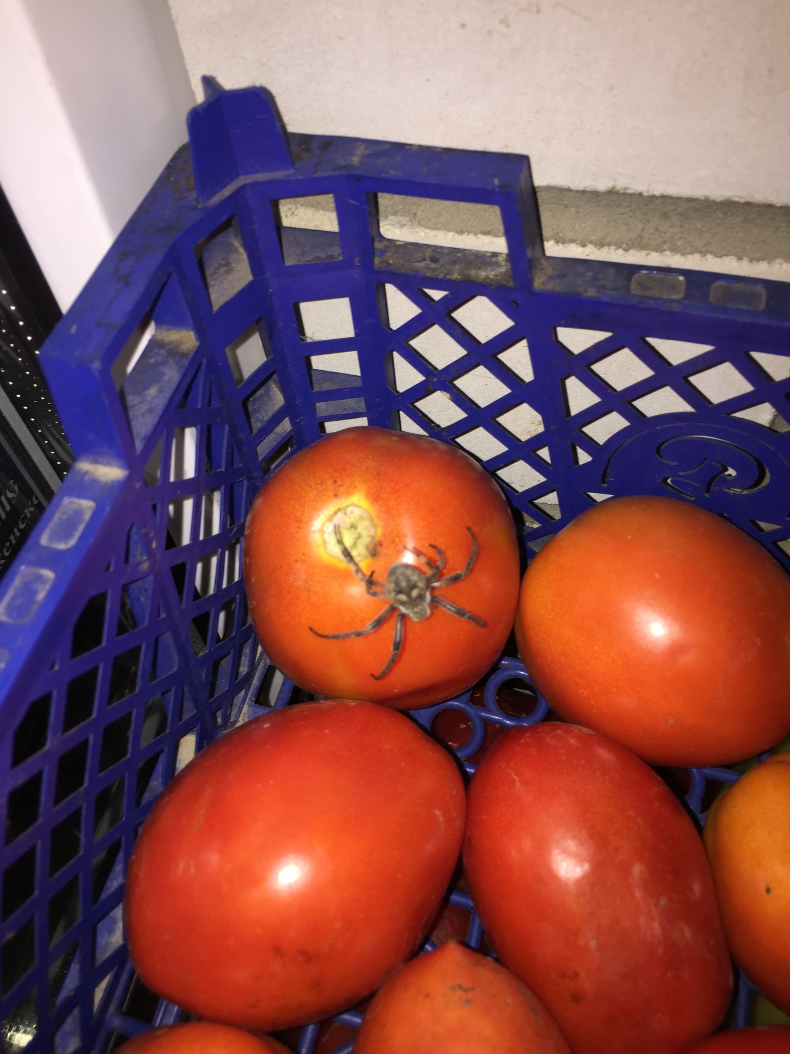 And who is that in the kitchen so loudly bursting tomatoes? - My, Spider, Tomatoes, Creatures