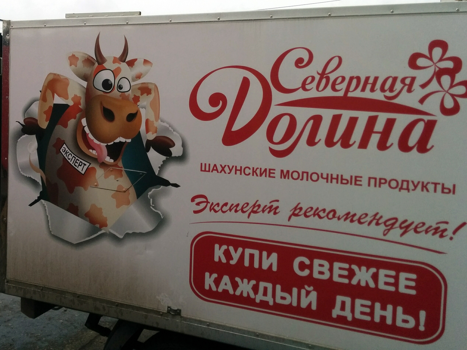 I don't trust your expert... - My, Cow, , Nizhny Novgorod, Shahunya