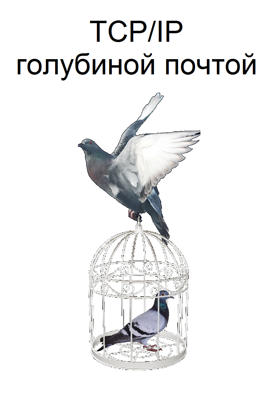 TCP/IP pigeon mail - My, Tcpip, Pigeon, mail, IT humor