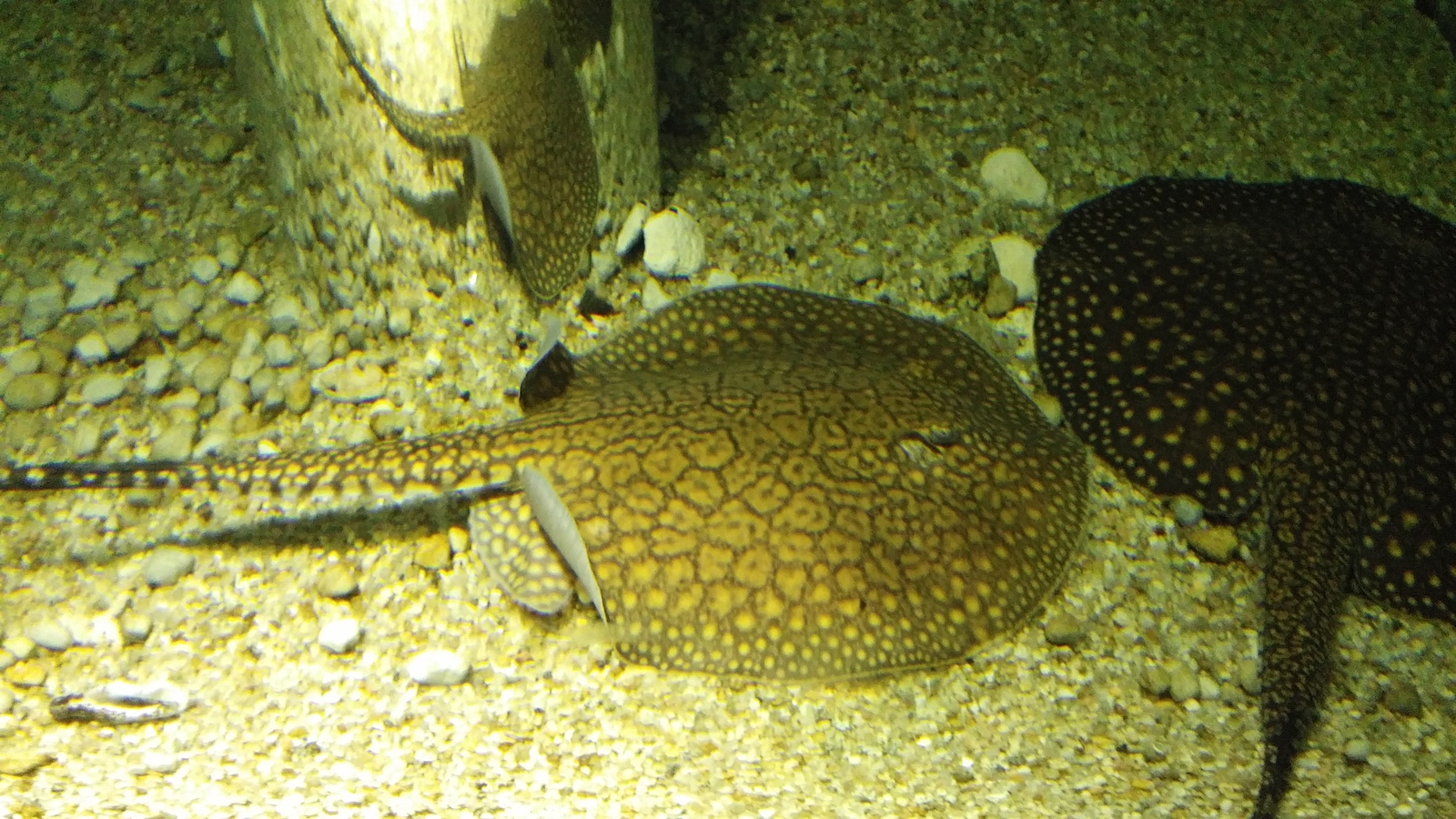 Aquarium in Daejeon. - My, South Korea, Marine life, Longpost