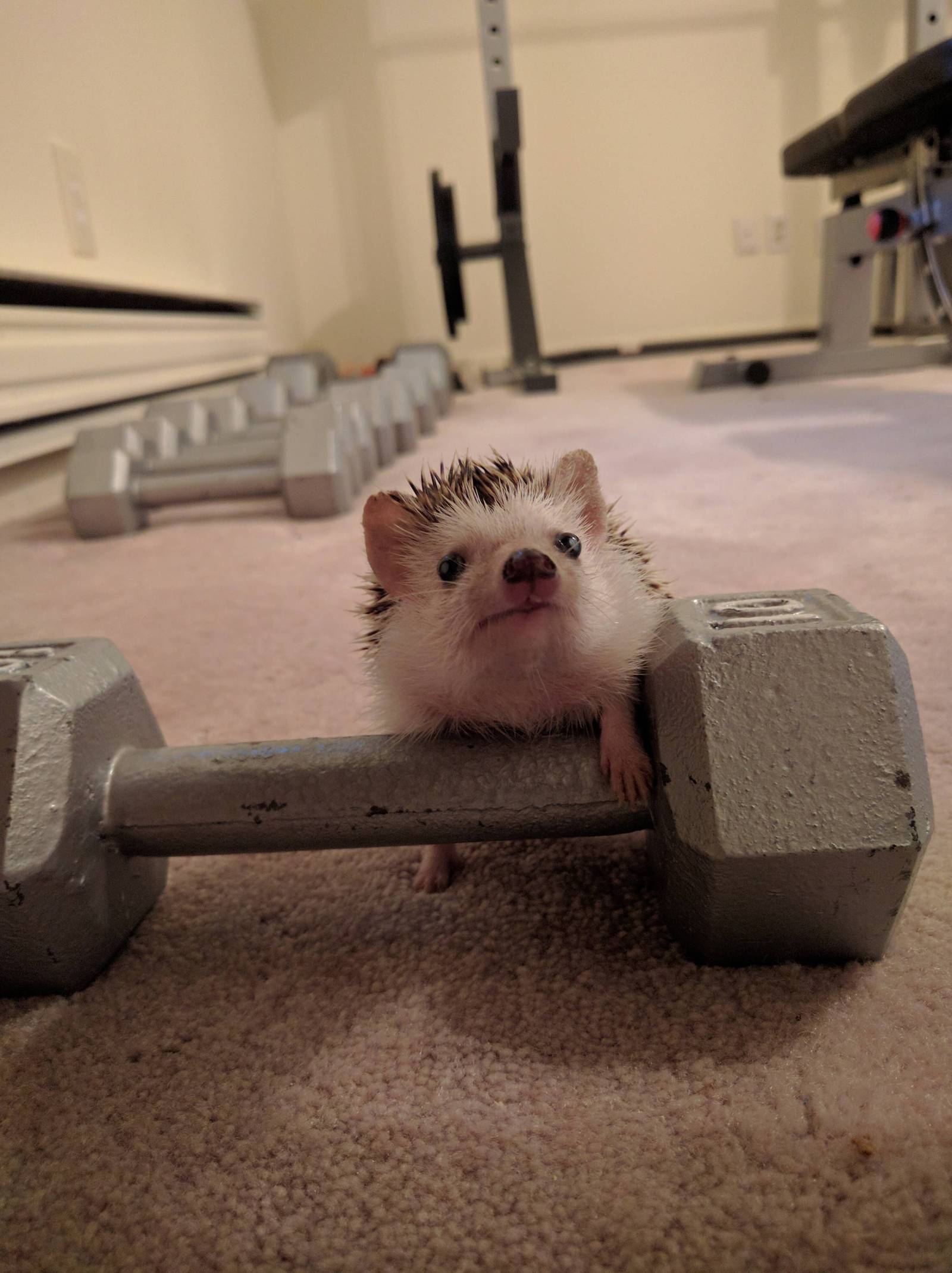 What questions ? - Photo, Hedgehog, Dumbbells, Healthy lifestyle