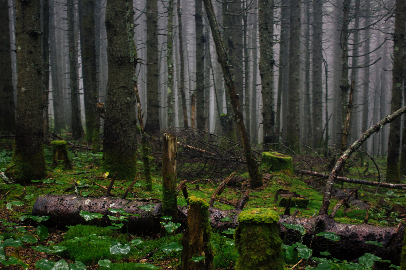 Sovetskaya Gavan - Tatar Strait - My, Tatar Strait, Sovetskaya Gavan, Longpost