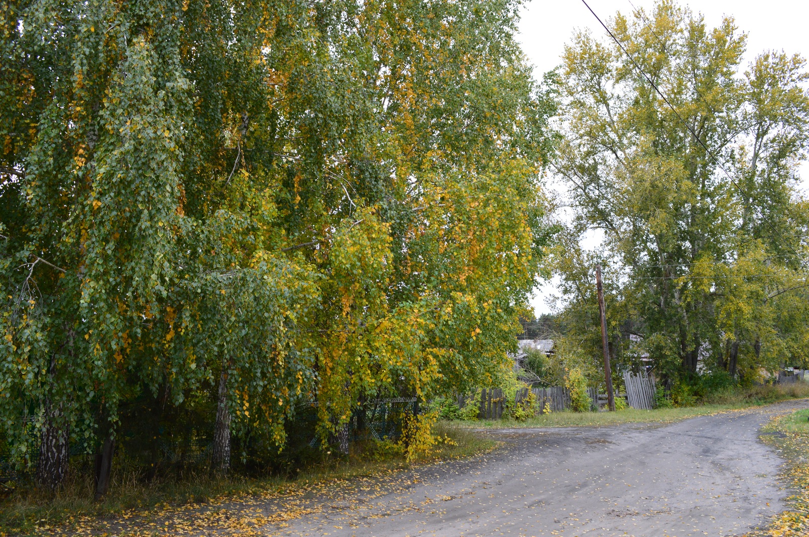 Quiet whisper of the Altai autumn... - My, My, Siberia, Altai, Pavlovsk, Autumn, , Longpost, Altai Republic