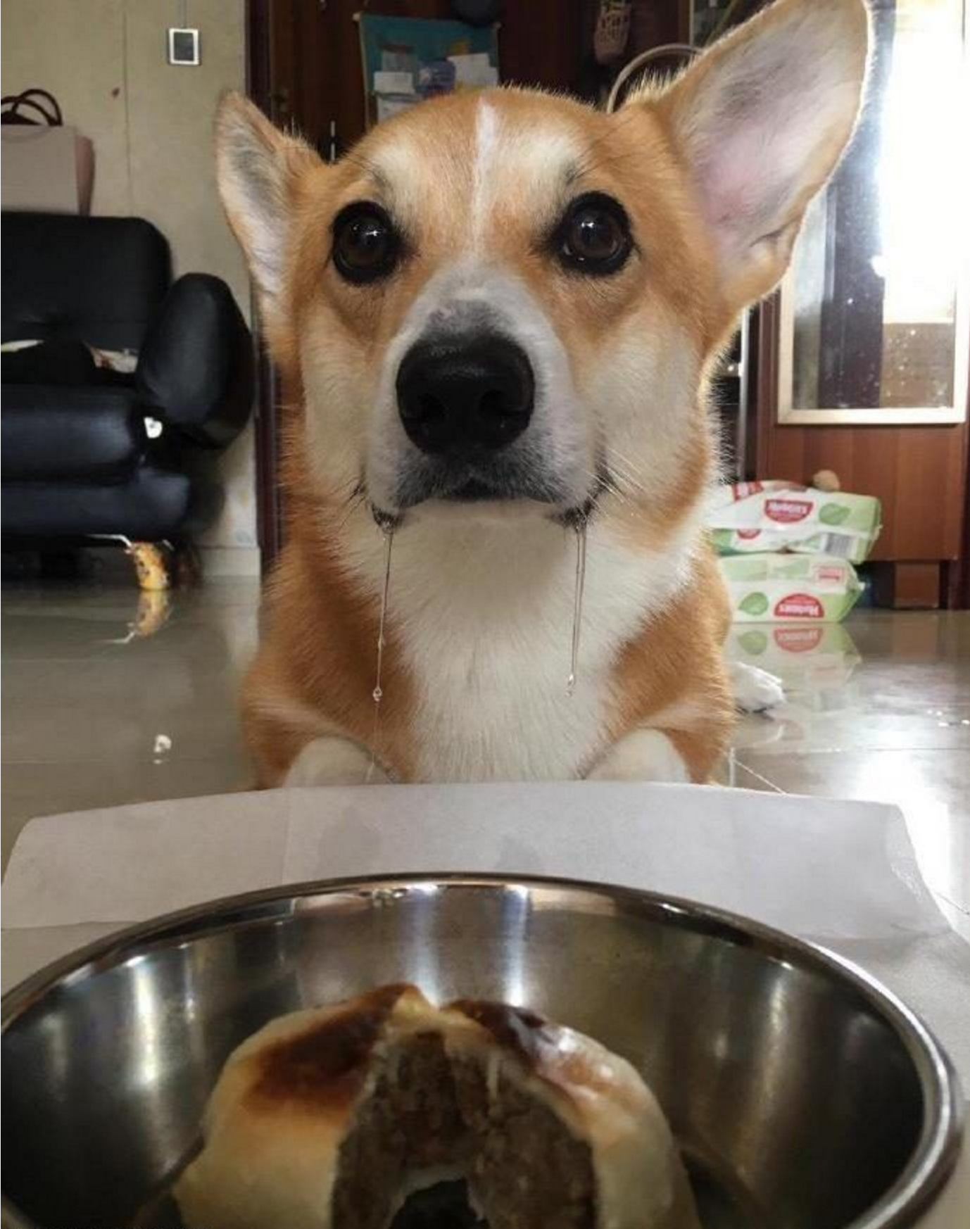 Are you sure you finished the whole pie? - Dog, Corgi, Food