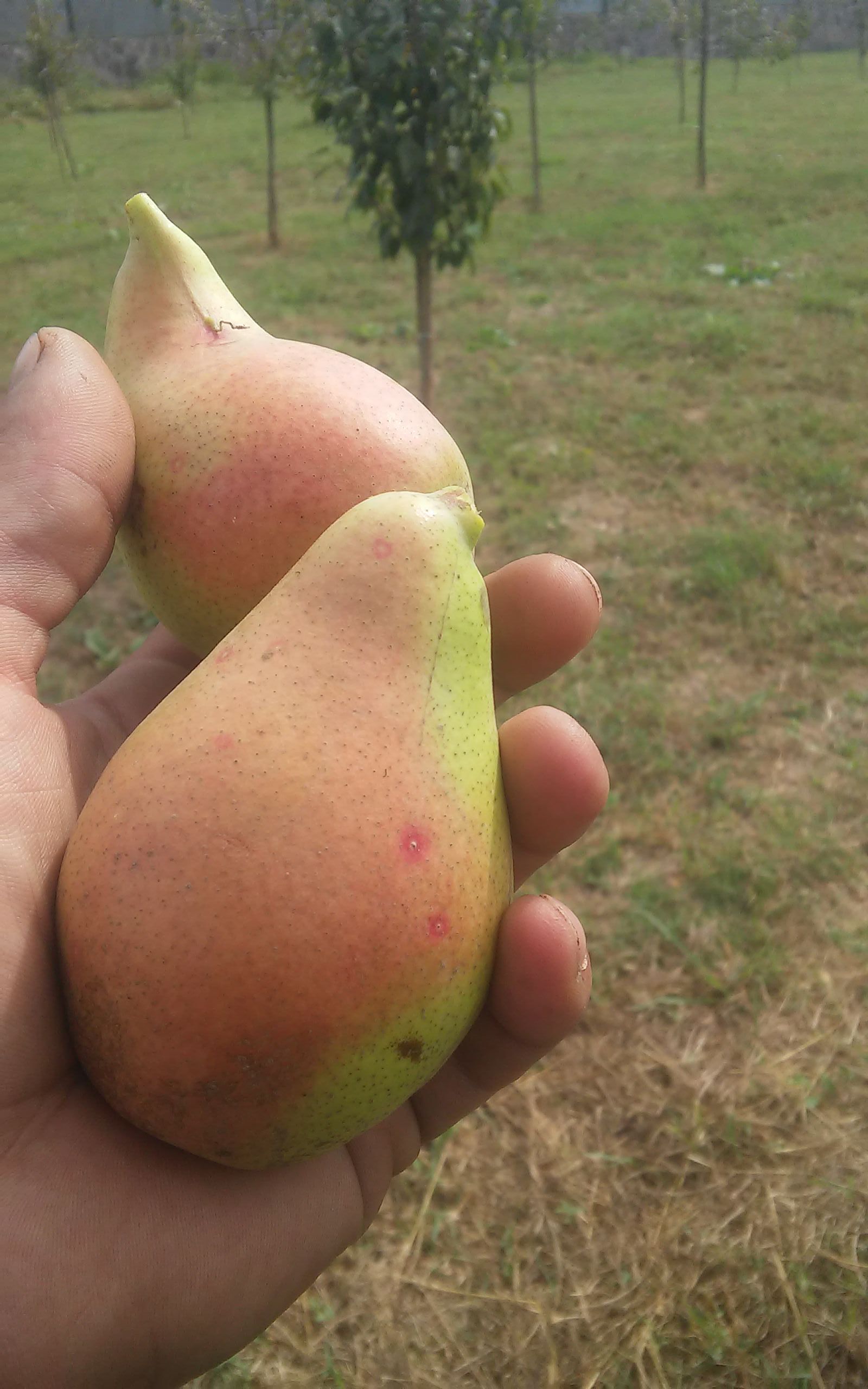 I love pear)) - My, Pear, Garden