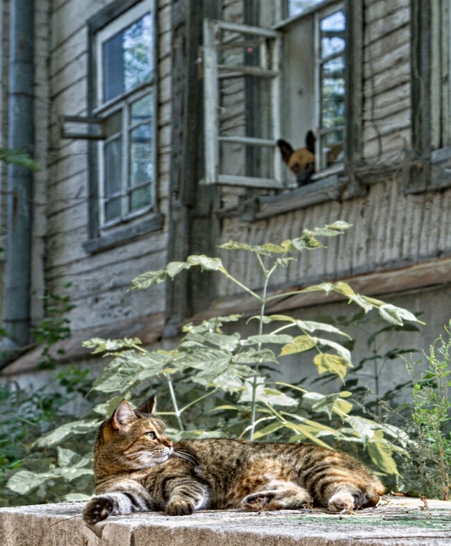 When they weren't allowed to walk - Photo, cat, Dog, Window