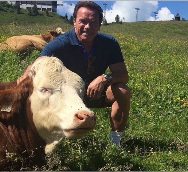 Old Man Arnie - Arnold Schwarzenegger, Photo, Cow