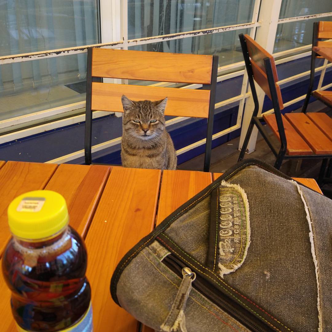 impudent cat - My, cat, Cafe, Breakfast, Impudence, Food, Beggars, Gomel, My