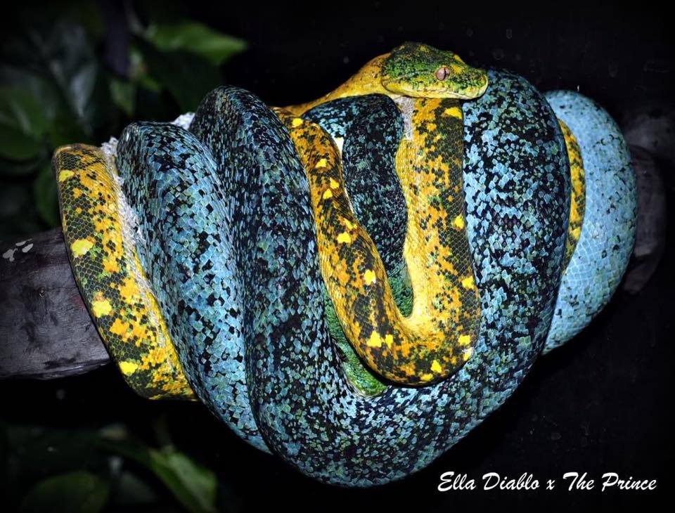 Incredible pair of green pythons from Bobby Keller - Snake, Python, green python, Terrariumistics