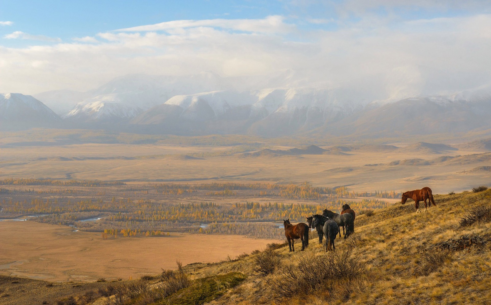 Курайская степь с лошадьми Алтай