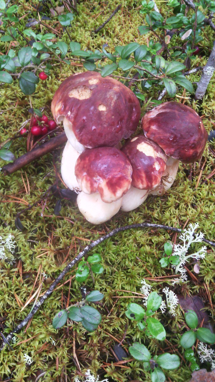 Mushroom season - My, Longpost, Mushrooms, Perm Territory