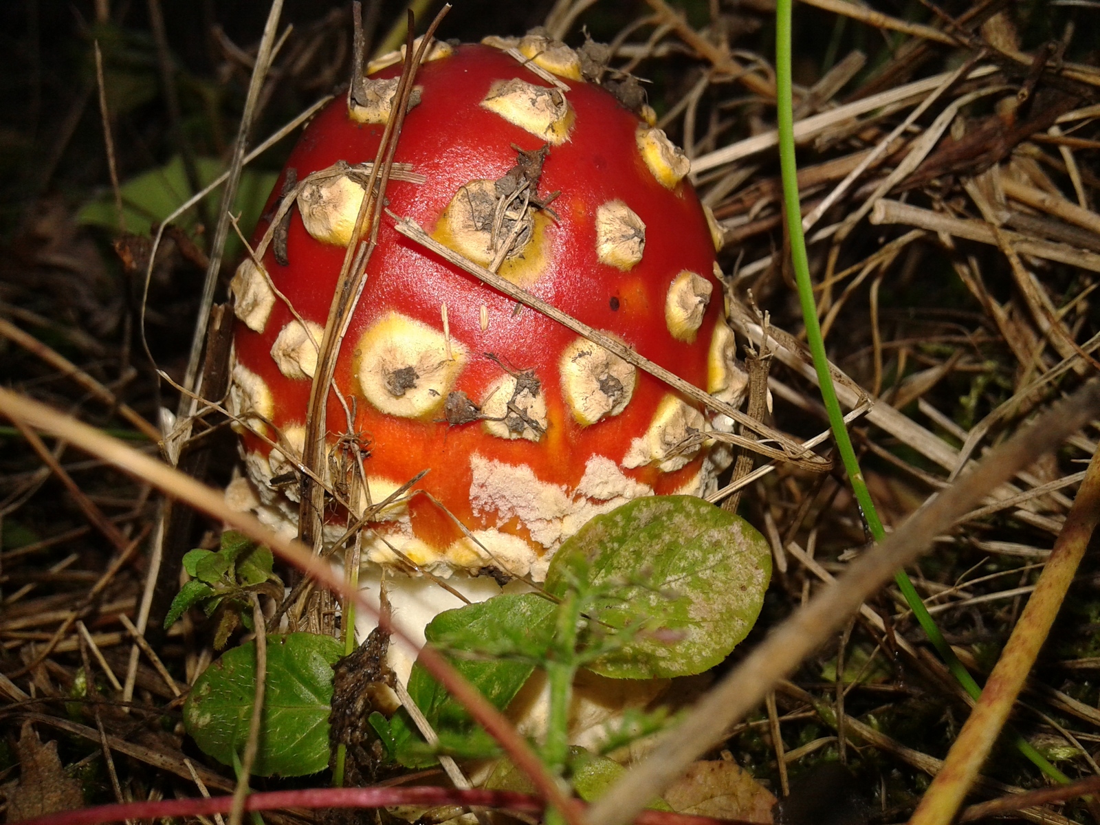 Mushrooms - My, Mushrooms, My, Southern Urals, Longpost