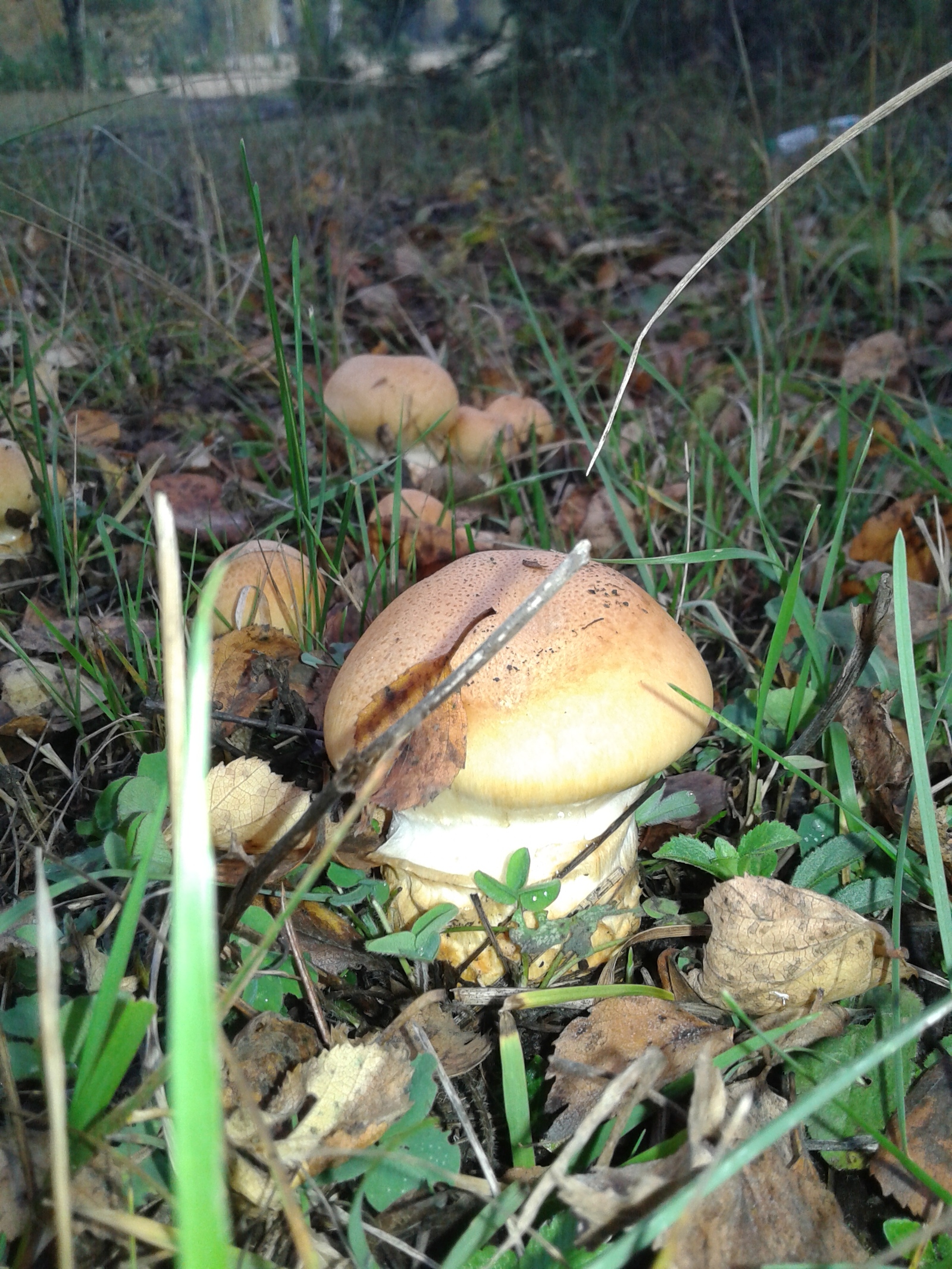 Mushrooms - My, Mushrooms, My, Southern Urals, Longpost