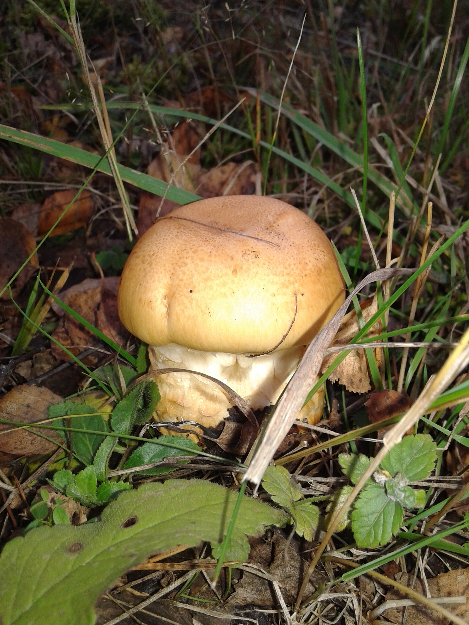 Mushrooms - My, Mushrooms, My, Southern Urals, Longpost