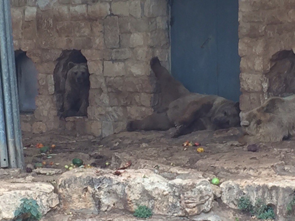 Zoo in Haifa, Israel. The photogenicity of the inhabitants rolls over. - My, a lion, Zoo, Israel, Haifa, Badly, Photogenic, Longpost