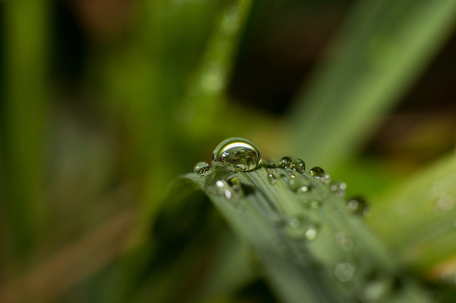 Drops - My, Drops, Photo, After the rain, Sony, , Longpost