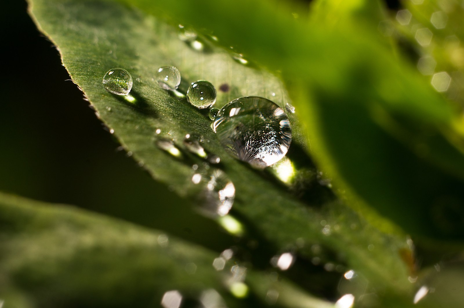 Drops - My, Drops, Photo, After the rain, Sony, , Longpost