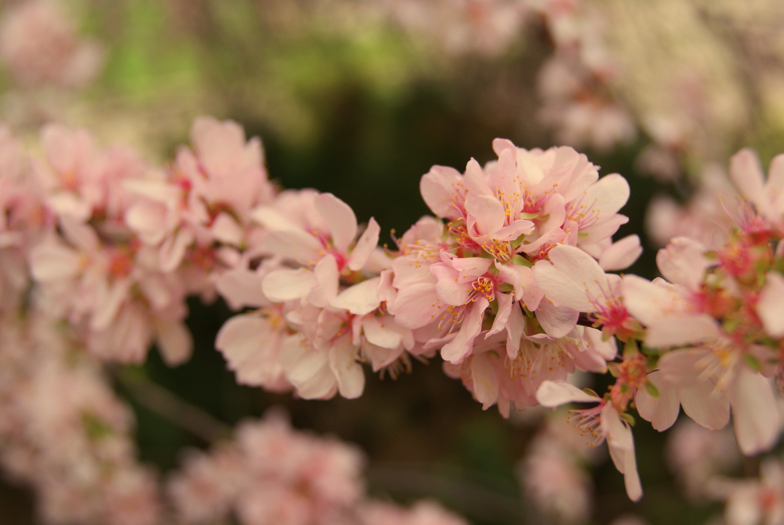 Tenderness - My, Bloom, Pink