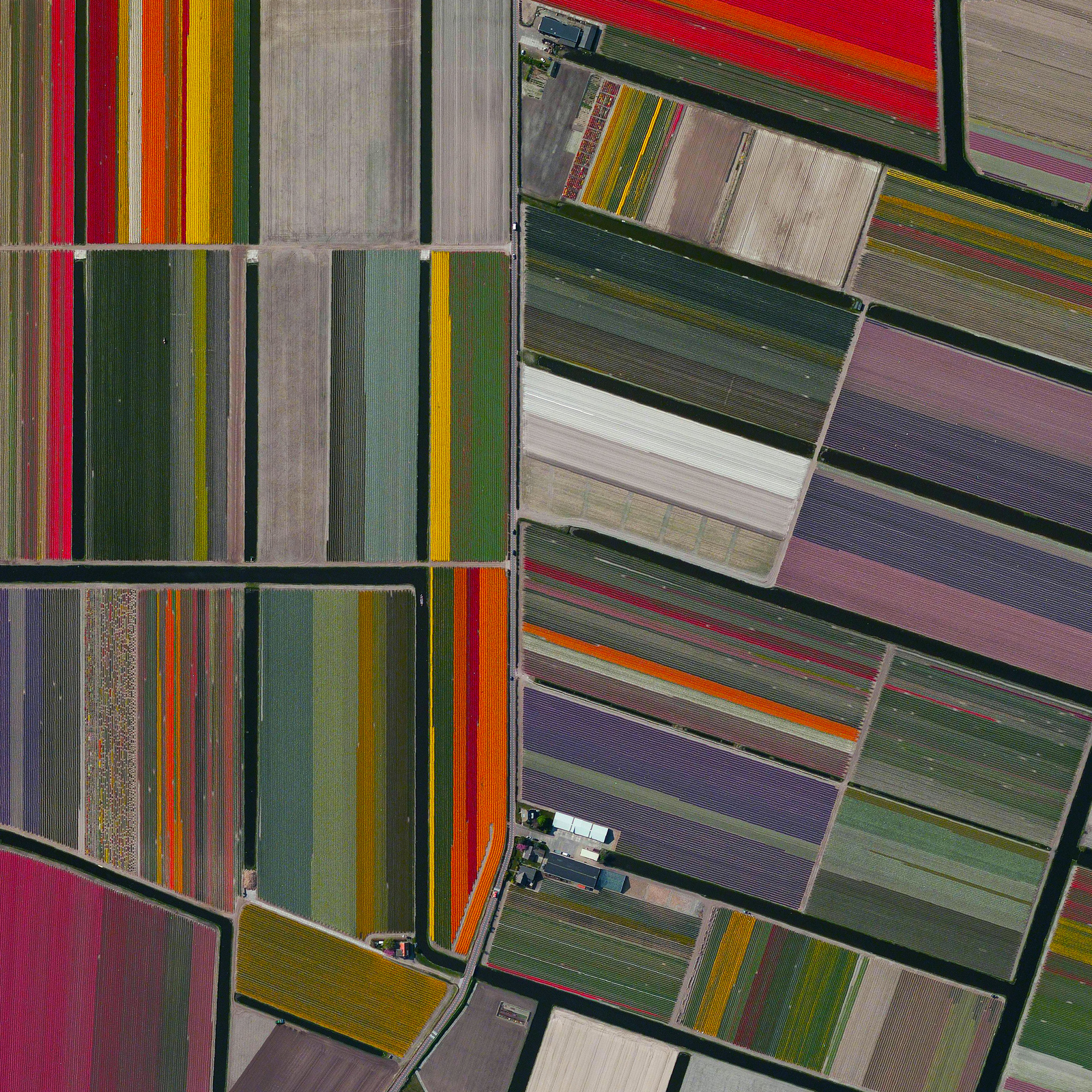 Tulip field in Holland. Needs defragmentation :) - Tulips, ADME