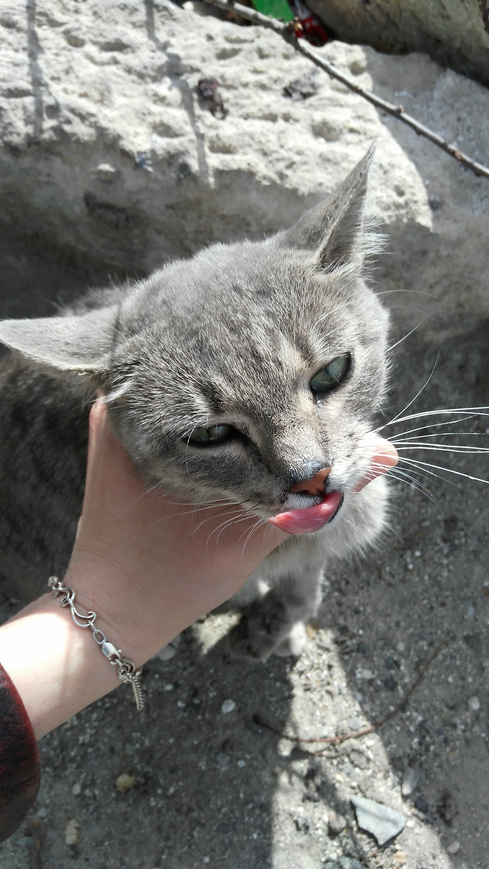 Crimean pikabushnik with a big heart, RESPOND. - Help, cat, , , Longpost