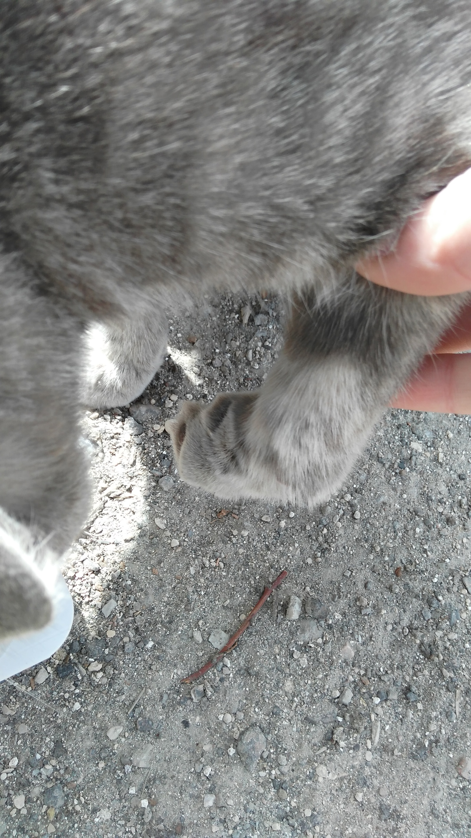 Crimean pikabushnik with a big heart, RESPOND. - Help, cat, , , Longpost