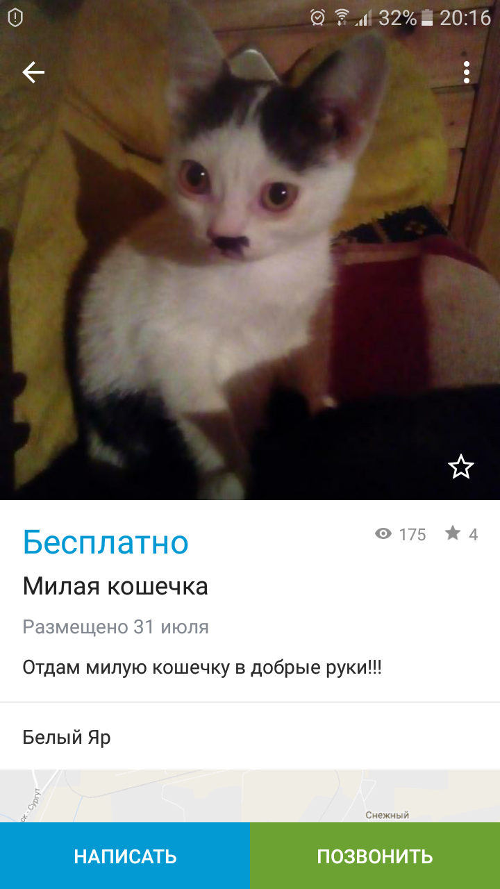 Free classifieds app. Fuhrer's cat - Announcement, cat, Fuhrer's cat, Funny