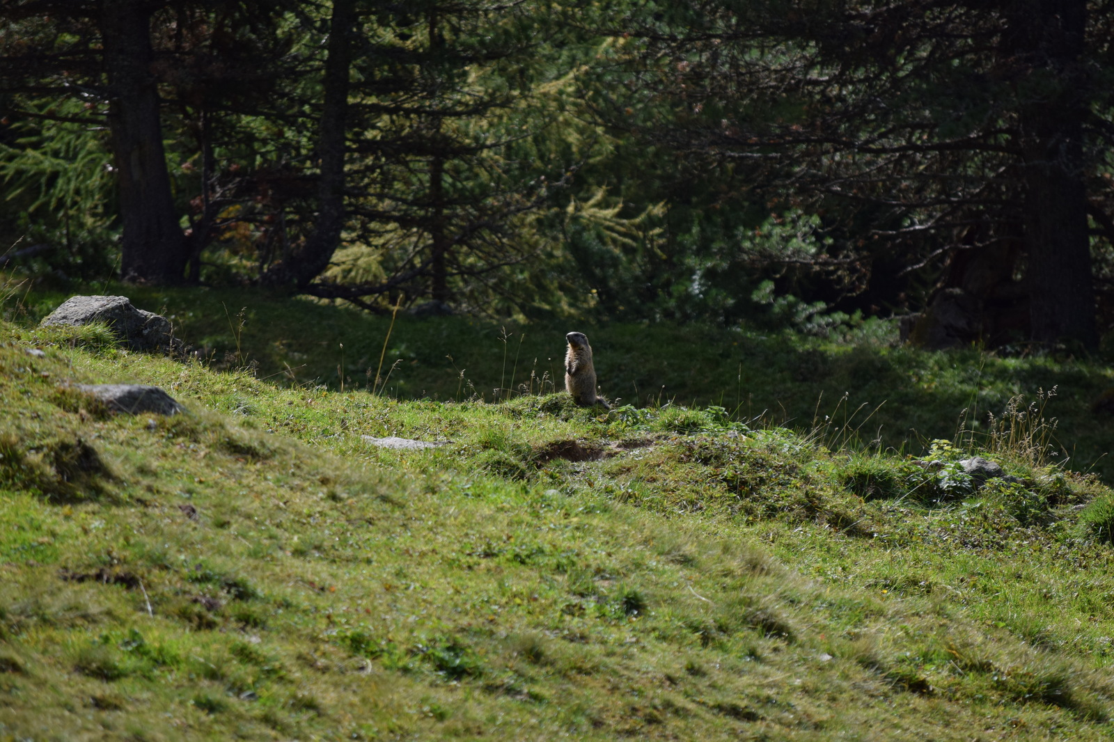 Swiss National Park (Schweizerischer Nationalpark) - My, Photo, Nature, The mountains, Switzerland, Marmot, Longpost