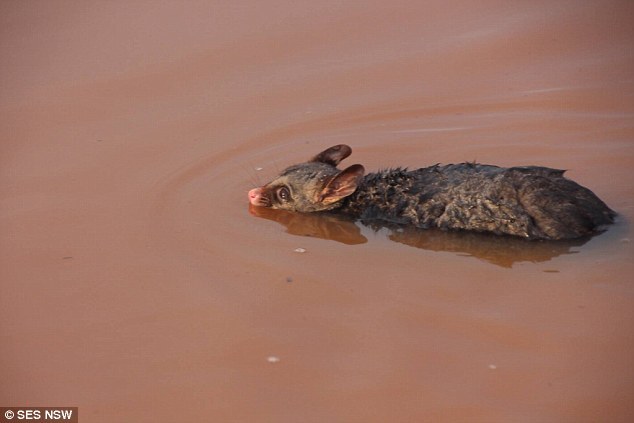 Australia has begun to sink. Photos from the scene - news, Longpost, Photo, Australia, Flood, Catastrophe